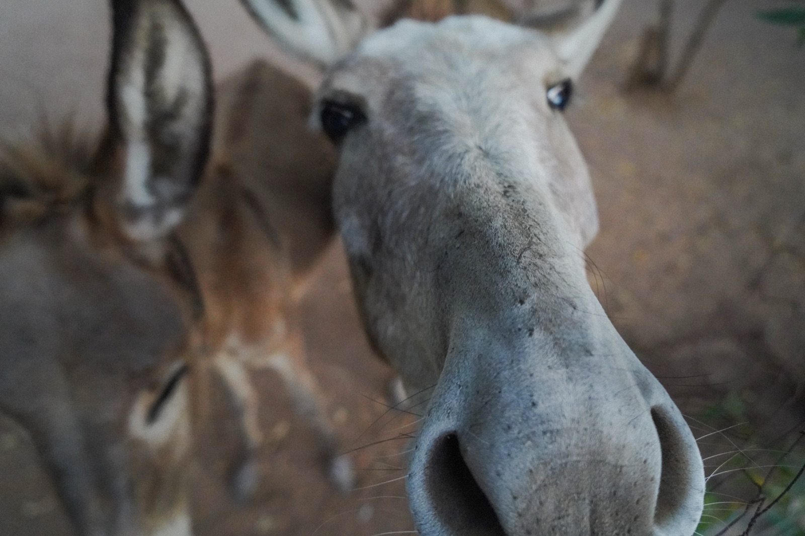 A donkey at the farm at Tierra en Armonía